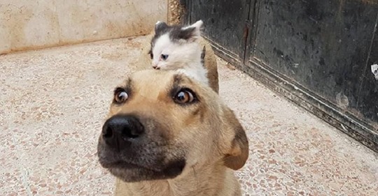 Котёнок-сирота подружился с собакой, потерявшей щенков, и это очень трогательно