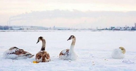 Женщина спасла целую стаю лебедей, замерзающих на пруду