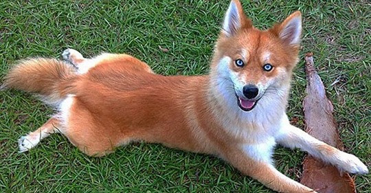 Помски: очень красивая собака лиса сводит с ума интернет пользователей