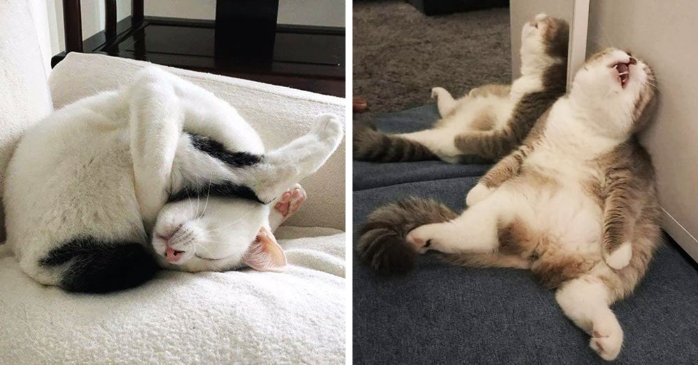 15 спящих котиков, которые доказали, что уснуть можно в любом положении
