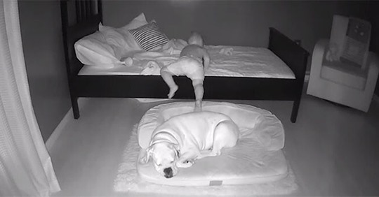 Малыш посреди ночи выбирается из своей кровати, чтобы спать на полу в обнимку с лучшим другом  