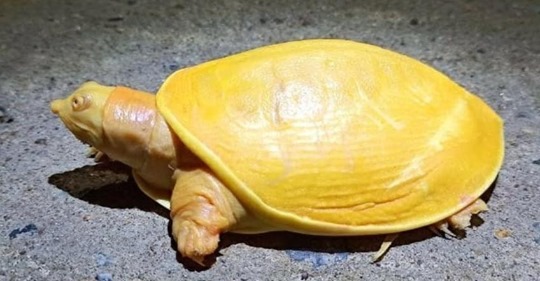 В Индии нашли странную черепаху лимонно-желтого цвета
