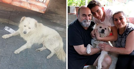 Семья встретила в другом городе своего пропавшего пса. От видео их встречи зашкалят все мимиметры