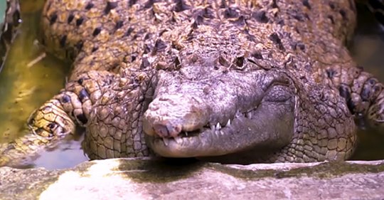  Домашний крокодил: в индонезийской семье 20 лет живет 200 килограммовая рептилия