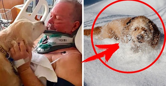 Собака спасла жизнь своему хозяину, пролежав на нем 24 часа в лютый мороз