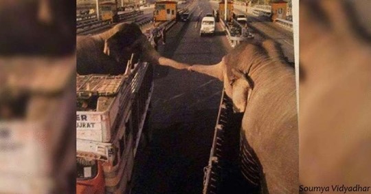 Двое слонов прощаются навсегда. Фото, которые раскрывают глаза