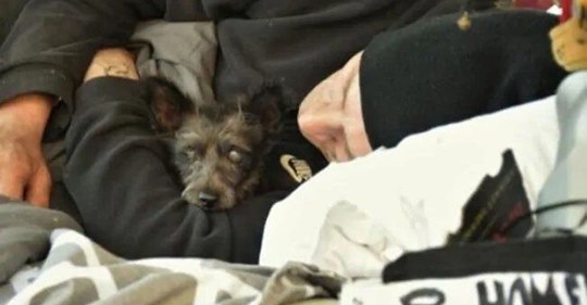 У бездомного украли собаку, но после того как ее нашли, мужчина утратил смысл жизни  