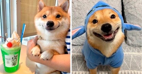 В Японии живет щенок с самой очаровательной улыбкой в мире!  