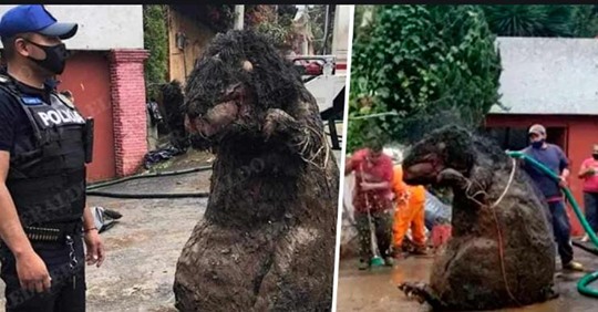 В Мехико при расчистке канализации обнаружили крысу размером с корову. А вскоре нашлась и её хозяйка. 