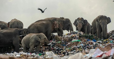 Как животные научились использовать мусор? Вы удивитесь  