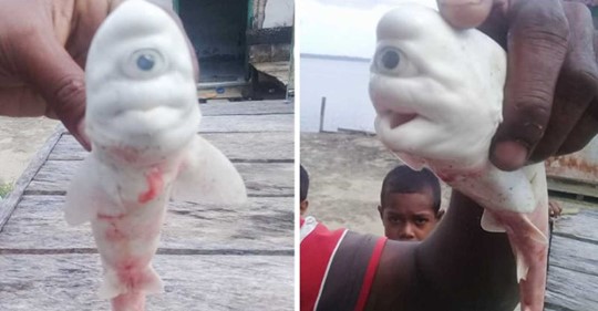 Одноглазая и белая: в Индонезии найдена акула-циклоп и вдобавок альбинос  