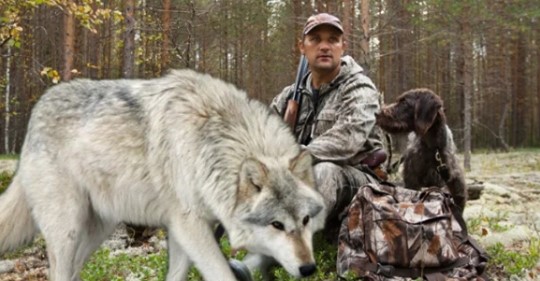 Степан спас волчонка, а через годы Волк пришёл к нему на помощь.