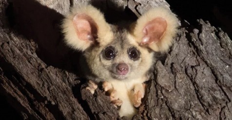 В Австралии найдены очаровательные мохнатые ушастики