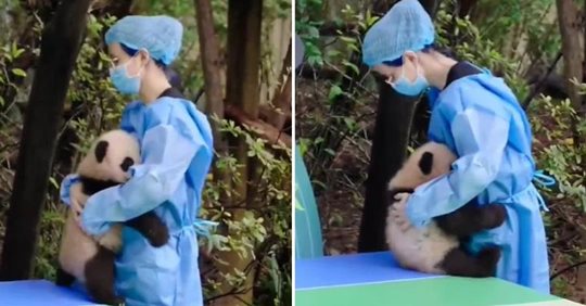 Трогательное видео: няня утешает малыша панду!