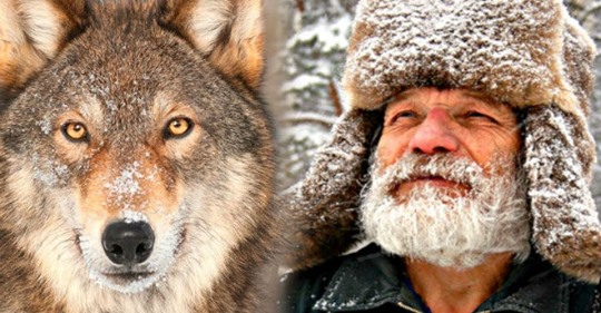 Лесник носил волку еду всю зиму: через 4 года волк вернулся и показал свою семью. Лесник на Аляске приметил попавшего в неприятность волка. Мужчина не пожалел еды и кормил животное всю зиму, волк вернулся через 4 года и показал свою семью.