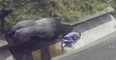 Ребёнок упал в вольер с гориллами. Пока спасатели спешили на помощь, к нему подошел огромный самец и... у очевидцев пропал дар речи (видео)