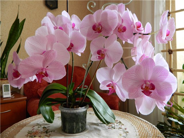 Простая хитрость при поливе орхидей, чтобы они были здоровыми и регулярно цвели  