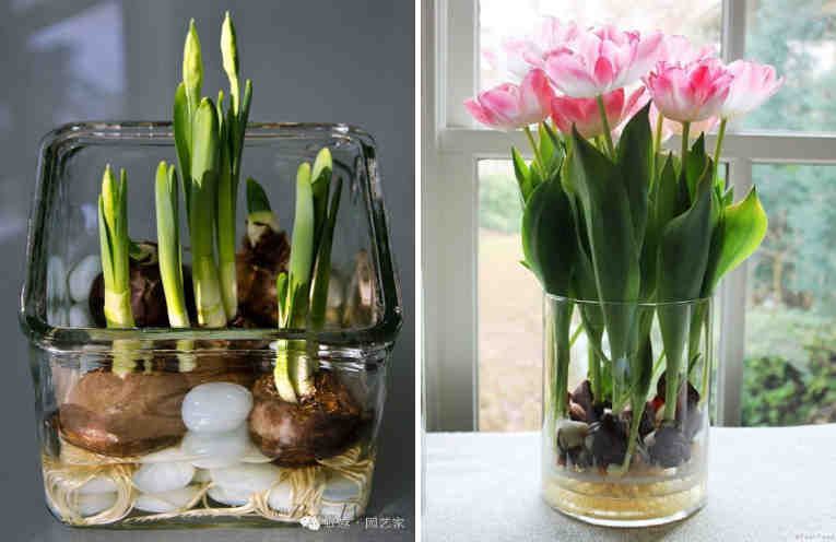 Как вырастить тюльпаны и нарциссы в вазе.