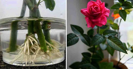 Из вазы прямо в клумбу — 3 простых способа укоренить розу