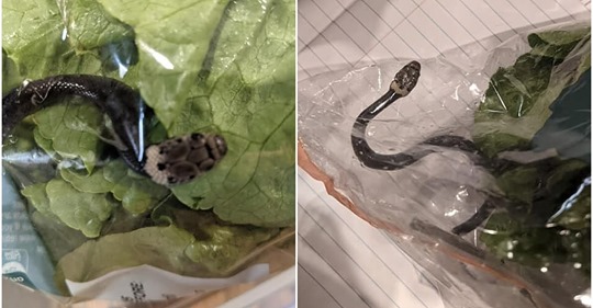 Жительница Австралии нашла змею в магазинном салате
