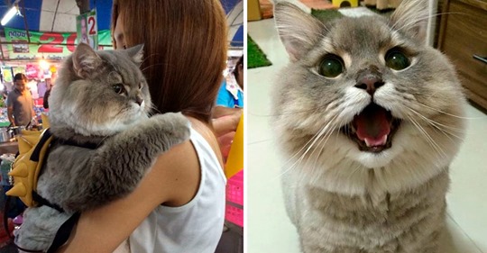 Bone Bone — огромный пушистый кот из Таиланда, покоривший своим нереальным видом весь Instagram