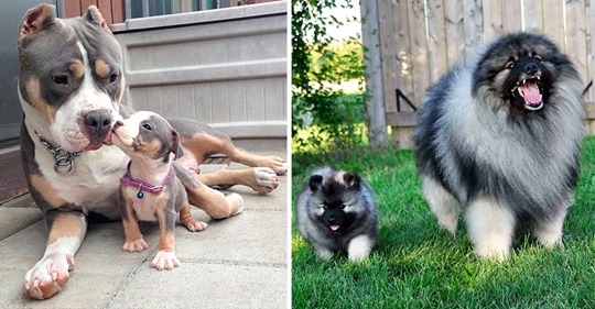 15 взрослых собак и их милые уменьшенные копии