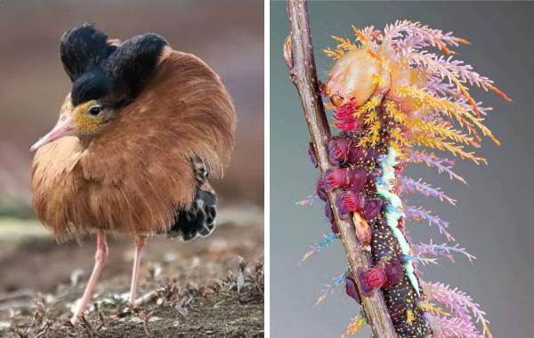 15 увлекательных фотографий животных, удивляющих своим необычным видом, красотой и историями