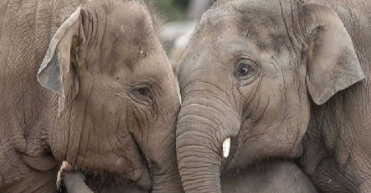6 удивительных фактов о слонах и слонятах