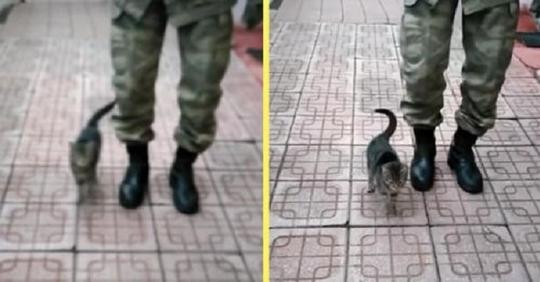 Живущий на военной базе котенок, научился маршировать
