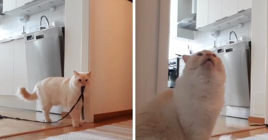 Хозяин показал, как коты переживают одиночество. Он ушёл из дома на полчаса и записал своего питомца на видео