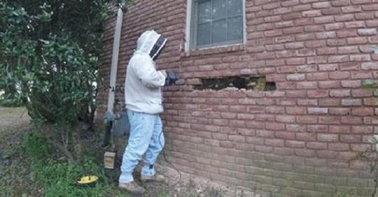 Жители дома жаловались на пчёл в стене. Приехавший специалист нашёл там целый пчелиный мегаполис
