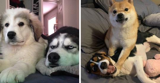 16 фотографий собачьих братьев и сестёр, которые явно не в восторге от своих родственников