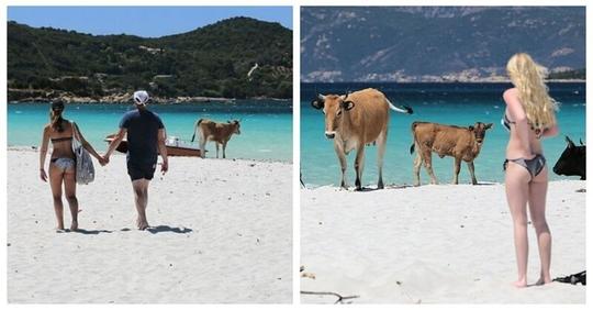 Пляжи Корсики оккупировали агрессивные бродячие коровы (4 фото)
