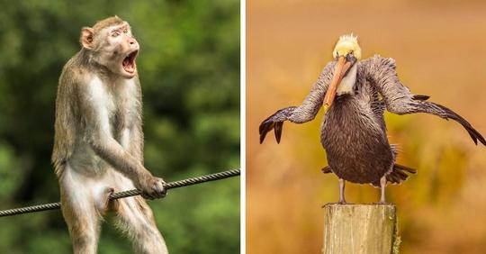 Конкурс комедийных фотографий дикой природы назвал своих финалистов и показал лучшие снимки 2021 года