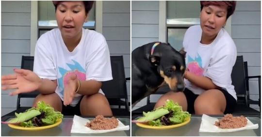 Женщина решила доказать, что её собака является вегетарианцем 