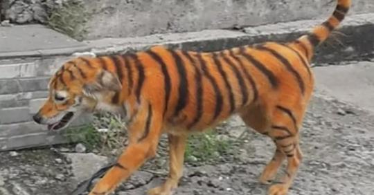 Предприимчивый индийский фермер для защиты урожая от обезьян перекрасил собаку в тигра