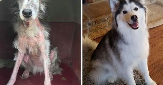 Фото собак до и после того, как их подобрали с улицы