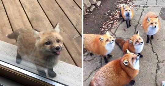 17 очаровательных лисиц, которые внезапно появлялись в жизни людей и забирались им в самое сердечко
