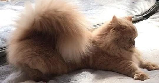 Белль — кошка, которая родилась с величественным хвостом, как у белки