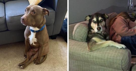 15 фотографий крайне странно сидящих собак, которые совершенно не понимают, почему над ними хихикают хозяева