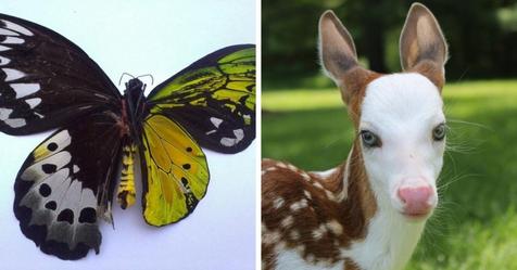 16 примеров животных, внешность которых приготовила вам сюрприз