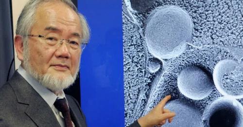 Однодневное голодание: за это открытие японский биолог Осуми получил Нобелевскую премию