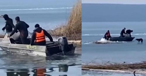 Собака, застрявшая на льдине на несколько дней, была спасена неравнодушными людьми