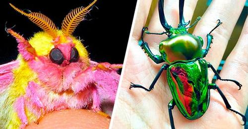 15 странных на вид и просто диковинных насекомых, которых природа создавала с особым энтузиазмом