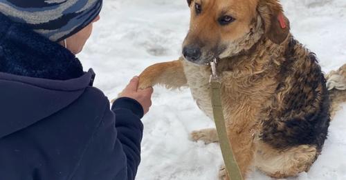 Бездомный несчастный пес на помойке давал людям лапу, потому что надеялся на помощь