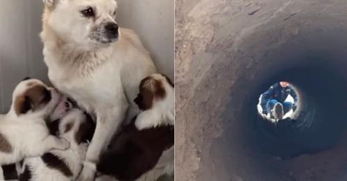 Волонтеры спасли маленьких щенков, которых мама спрятала в сливной трубе