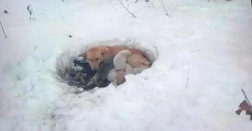 Пока не пришли люди, собака с щенятами пролежала в снегу 3 недели