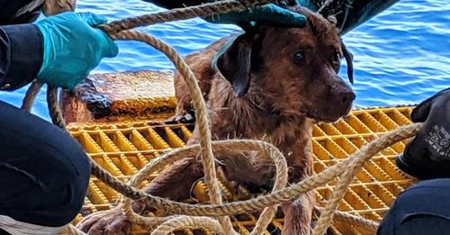 ЖИВОТНЫЕВ Южно-Китайском море спасли собаку, оказавшуюся в 217 км от берега. Но она и сама не сплоховала