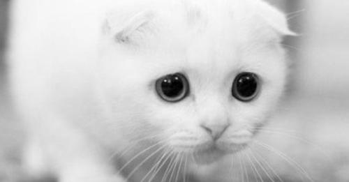 «Через неделю, как меня не станет, придет к двери, Маруся, белый кот. Впусти его, он счастье принесет», — наказал Иван.