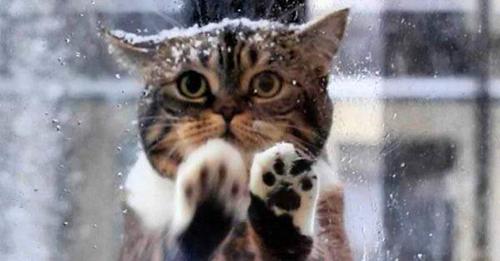 Кошка пришла в кафе просить помощи людей, ее малыши замерзали на морозе